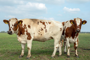 Two red and white young cows with tears, horns and black nose and hooves, standing in a meadow.