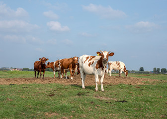 Group of young cows, heifers, red and white with horns standing together on a meadow under a blue sky with a few clouds at the horizon.