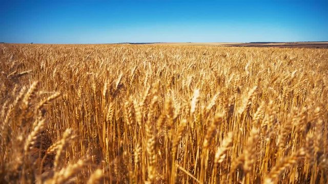 wheat in the summer sun