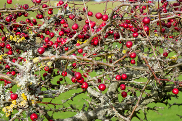 close up of red berries on a ripe red hawthorn berry bush, Crataegus monogyna
