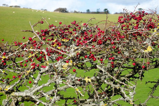 Ripe red hawthorn berry bush, Crataegus monogyna