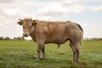 Naklejka na ściany i meble Young white muscular beef bull with horns is standing in a meadow, showing willy and scrotum.
