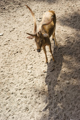 antelope in the zoo