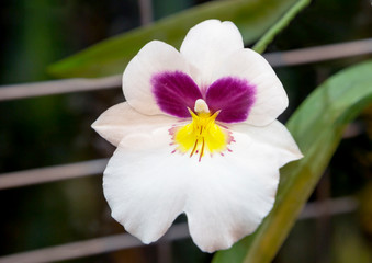 Miltonia Orchid. Such an incredibly beautiful plant like miltonia Orchid is very popular with...