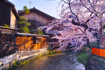 Naklejka premium 春の京都、満開の桜咲く祇園白川の風景
