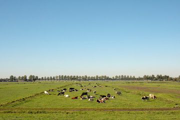 Fototapeta na wymiar Herd of cows lying down on a meadow in flat dutch landscape with trees at the horizon.