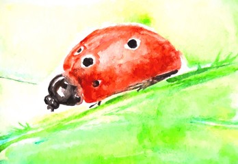 ladybug watercolor illustration 