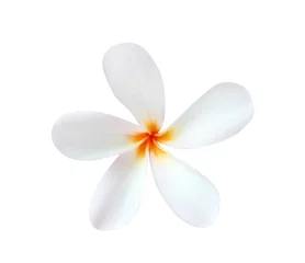 Keuken spatwand met foto White plumeria rubra flowers blooming (frangipani) isolated on white background with clipping path © Amphawan