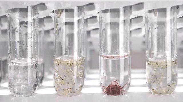 the technician takes turns taking test tubes with a nematode worm, Chaoborus larvae and a Tubifex worm