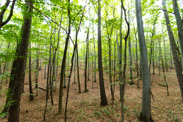 Fototapeta na wymiar green forest background 