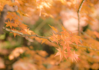 autumn（fall） leaves　autumnleaves 