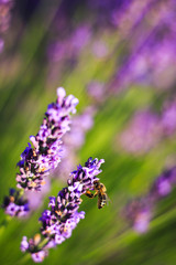 Lavander in Valensole, Provence