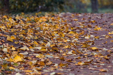 a path in a park covered with autumn foliage