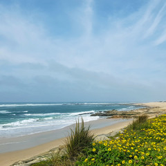 Spring landscape with blooming wild yellow flowers on the Atlantic Ocean coast, Portugal, Europe