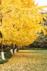 Golden tree - 237695129