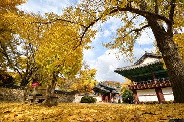 Fototapeta premium The fall landscape of Jeonju Hyanggyo Confucian temple