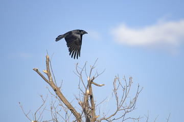 Crow flies above a dead tree.