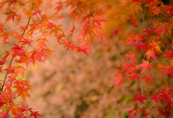 autumn（fall） leaves　autumnleaves 
