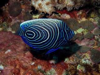 Juvenile emperor angelfish