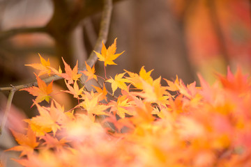 autumn（fall） leaves　autumnleaves 