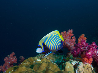 Emperor angel fish with red and purple soft corals on a coral reef