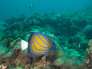 Fototapeta na wymiar Blue ringed angelfish