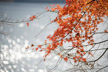 autumn（fall） leaves　autumnleaves 