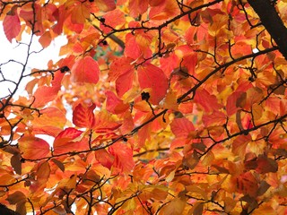 Herbstfarben