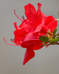 Close-up of beautiful redAzaleas flowers in springtime.