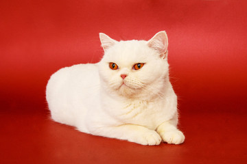 Beautiful cat on a red background. Purebred cat, British.
