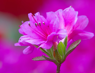 Close-up of beautiful redAzaleas flowers in springtime.