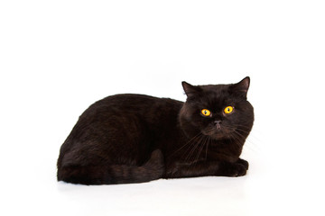Beautiful black cat on a white background. Purebred cat, British. Plump, calm animal.