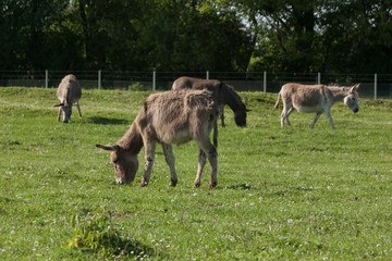 Donkeys grazing on the meadow