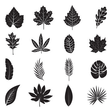 Leaves Icons. Black Flat Design. Vector Illustration. 