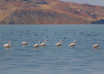 Van, Turkey - at the border with Iran, Van and its wonderful lake are splendid places to visit, with a stunning wildlife. Here in particular a colony of flamingos