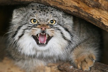 Naklejka na ściany i meble Beautiful Manul cat in the shadow of his den. Manul in zoo during the lunch time. Wild scene with captive animal. Amazing wild cat. Otocolobus manul.