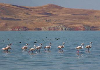 Van, Turkey - at the border with Iran, Van and its wonderful lake are splendid places to visit, with a stunning wildlife. Here in particular a colony of flamingos