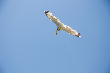 Gull. Seagull in flight against the blue sky.