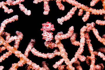 Pygmy seahorse (Hippocampus bargibanti) perfectly camouflages itself against the gorgonian it lives on, Lembeh Strait, Indonesia © Ed Brown