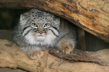 Beautiful Manul cat in the shadow of his den. Manul in zoo during the lunch time. Wild scene with captive animal. Amazing wild cat. Otocolobus manul.