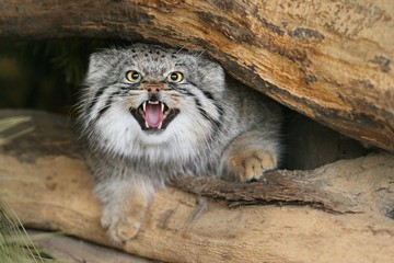 Beautiful Manul cat in the shadow of his den. Manul in zoo during the lunch time. Wild scene with captive animal. Amazing wild cat. Otocolobus manul.