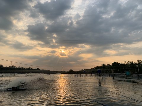 Shrimp (prawns) farm on the background sunset and  clouds. Aerator turbine wheel oxygen Into water , thailand 