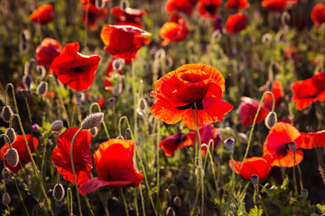 Obraz premium Field of poppies on a sunset