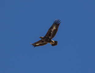 Dogubeyazit, Turkey - the Turkish border with Iran shows turkish, persian and armenian heritage, and an amazing display of birds of prey