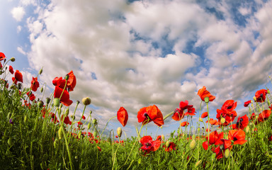 Red poppy flowers