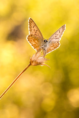 Mariposas larvas moscas en ramas verdes y atardecer dobles parejas mosquitos y halos vida ramitas