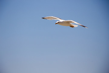 Gull. Seagull in flight against the blue sky.