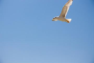 Gull. Seagull in flight against the blue sky.