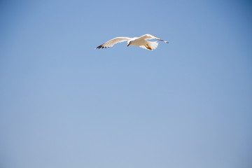 Fototapeta na wymiar Gull. Seagull in flight against the blue sky.