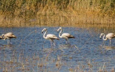 Van, Turkey - at the border with Iran, Van and its wonderful lake are splendid places to visit, with a stunning wildlife. Here in particular a colony of flamingos